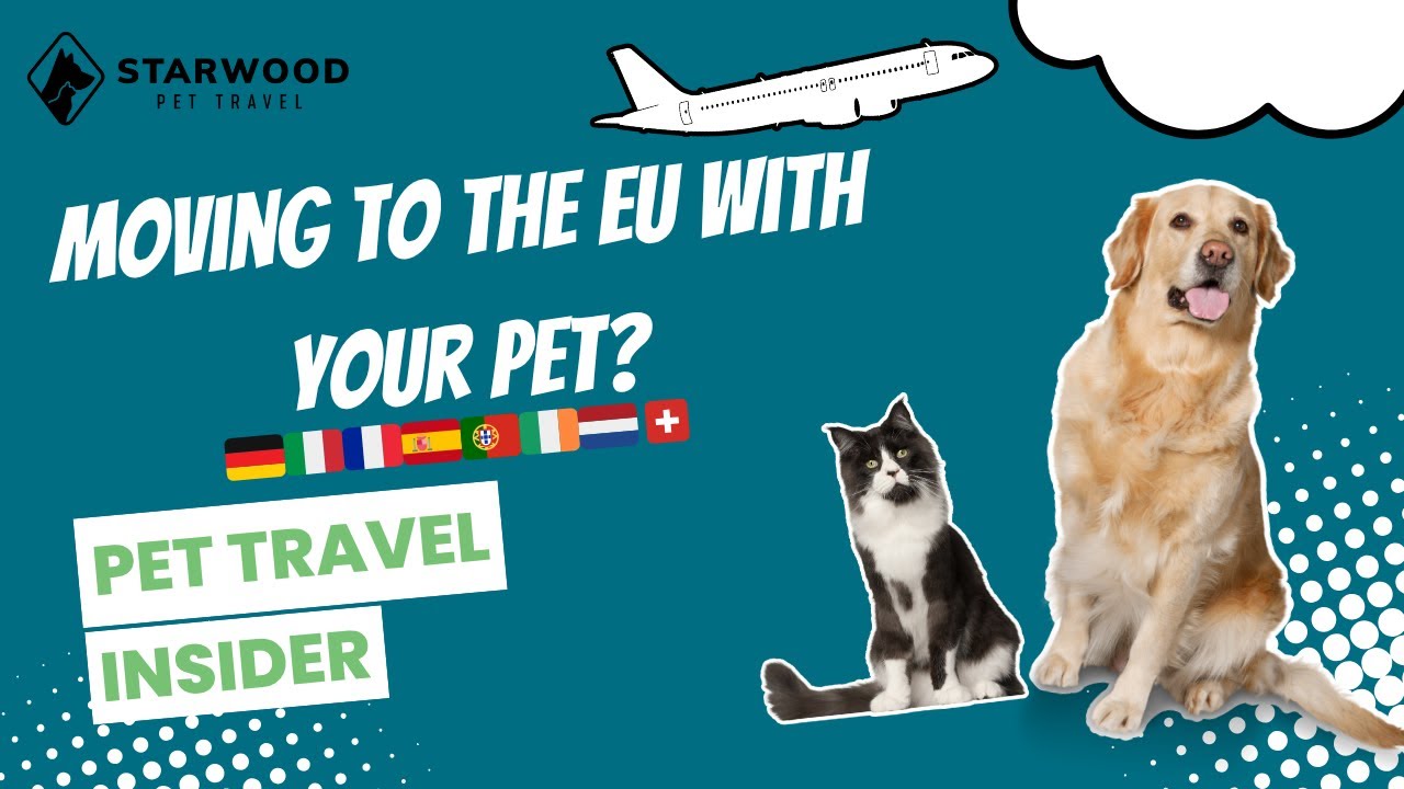 Pet Travel Insider: Transporting your dog or cat to Germany
