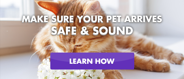 Cat relaxed since pet travel is easy with pet transportation companies