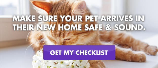 Cat relaxed since pet travel is easy with pet transportation companies