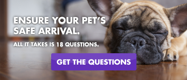 Dog relaxed about pet travel