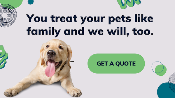 animal transportation services