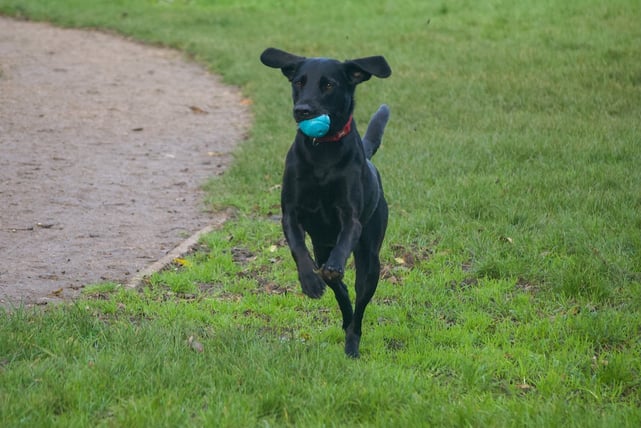 Black lab playing with a ball