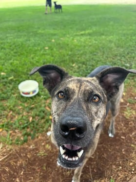 Brindle dog walking up to the camera