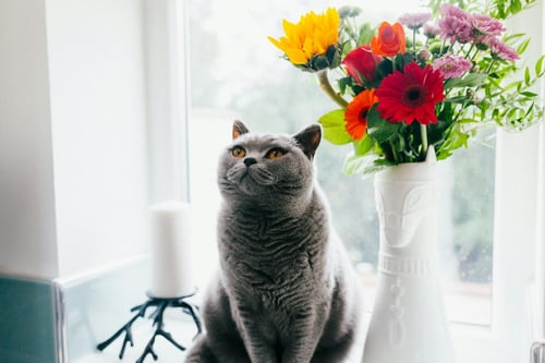 Grey cat next to flowers