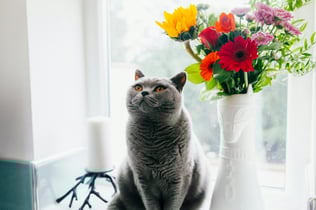 Grey cat next to flowers