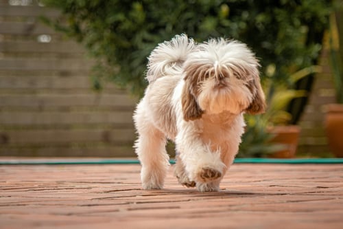 Shih Tzu Dog