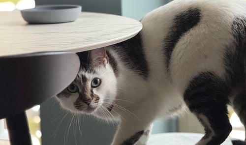 United States Pet Transport