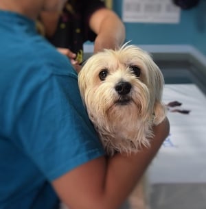 dog at the vet