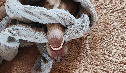 United States Pet Transport