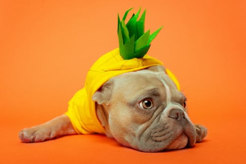 french bulldog in pineapple costume