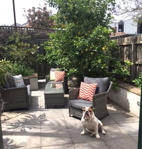 pudge enjoying his patio before his pet transportation