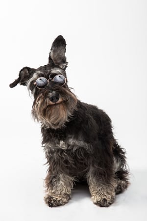 schnauzer wearing sunglasses